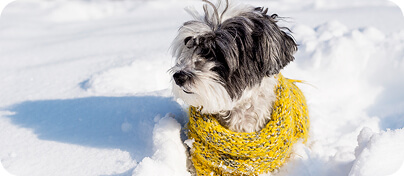 10 tipp hogy télen is megőrizd kedvenced egészségét
