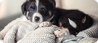 Segítség kölyökkutya érkezett a családba