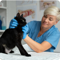 Horváth Daniella aneszteziológus szakállatorvos