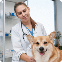 Tóth Orsolya kisállatgyógyász szakállatorvos